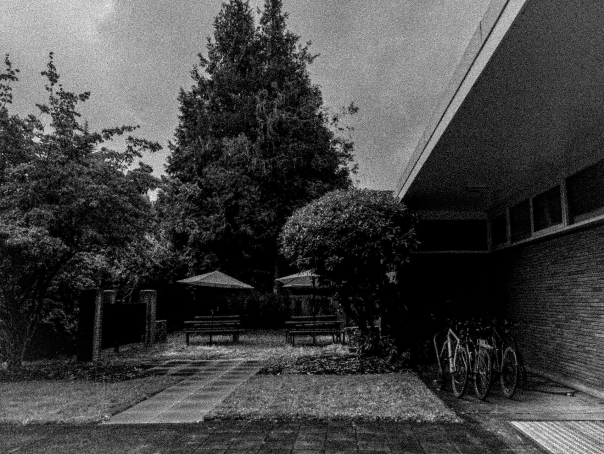 Black and white photo of a garden with trees, picnic tables, and bicycles near a building.